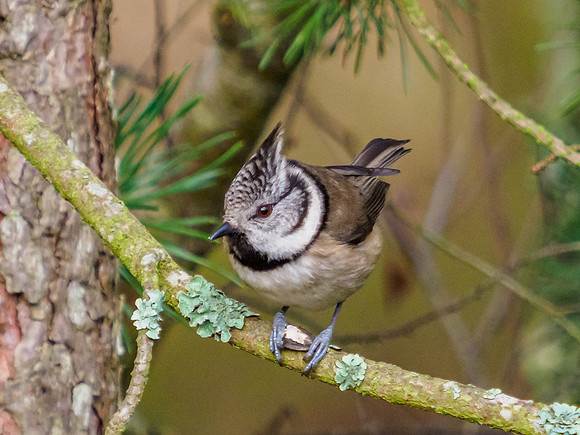 Crested Tit (Lophophanes cristatus) [2001012]