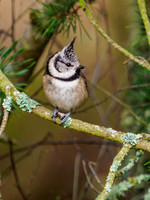 Crested Tit (Lophophanes cristatus) [2001015]