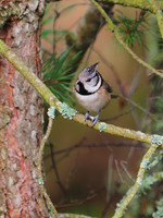 Crested Tit (Lophophanes cristatus) [2001011]