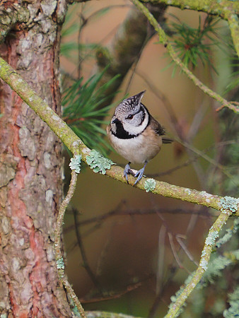 Crested Tit (Lophophanes cristatus) [2001011]
