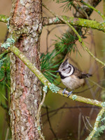 Crested Tit (Lophophanes cristatus) [2001014]