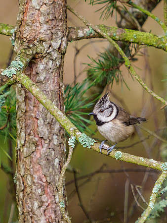Crested Tit (Lophophanes cristatus) [2001014]