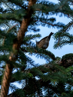 Crested Tit (Lophophanes cristatus) [2001003]