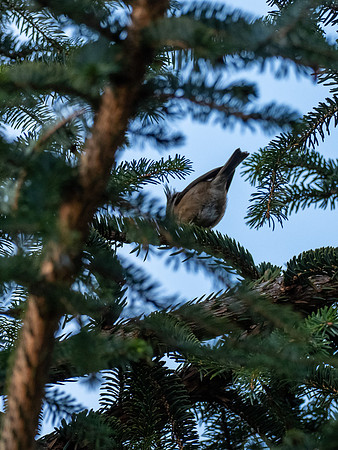 Crested Tit (Lophophanes cristatus) [2001003]