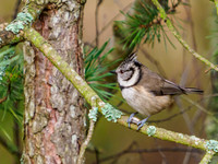 Crested Tit (Lophophanes cristatus) [2001013]