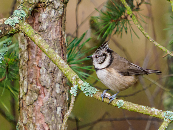 Crested Tit (Lophophanes cristatus) [2001013]