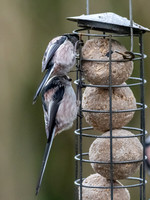 Long-tailed Tit (Aegithalos caudatus) [2001001]
