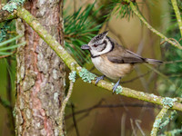 Crested Tit (Lophophanes cristatus) [2001010]