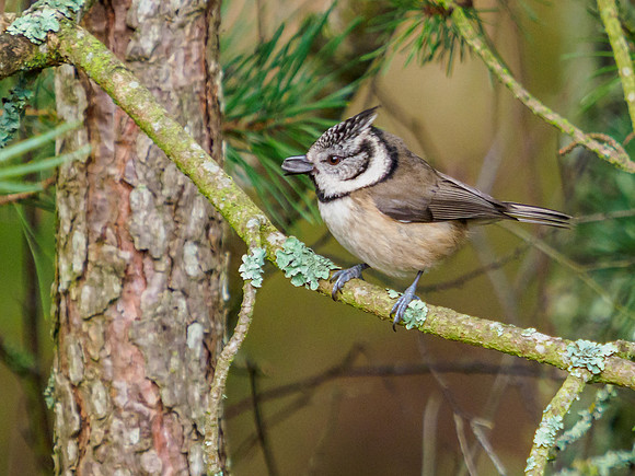 Crested Tit (Lophophanes cristatus) [2001010]