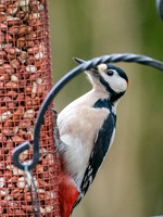 Greater Spotted Woodpecker (Dendrocopos major) [2001002]