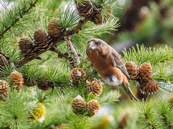 Scottish Crossbill (Loxia scotica) (4) [1809020]
