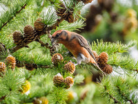 Scottish Crossbill (Loxia scotica) (1) [1809017]