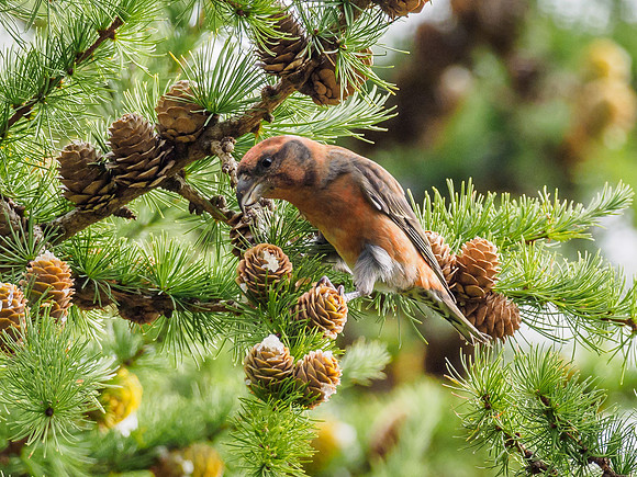 Scottish Crossbill (Loxia scotica) (1) [1809017]