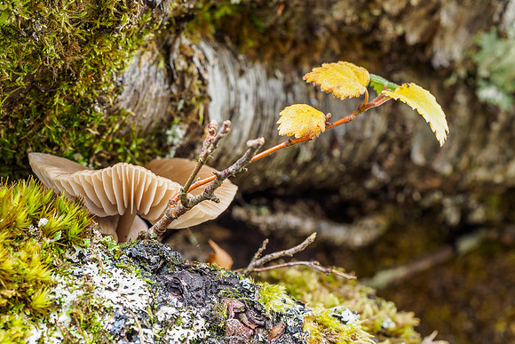 Autumn in Glen Cannich (2) [1809043]