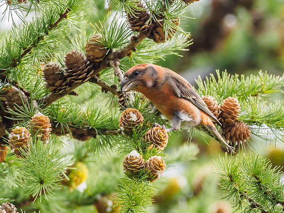 Scottish Crossbill (Loxia scotica) (5) [1809021]