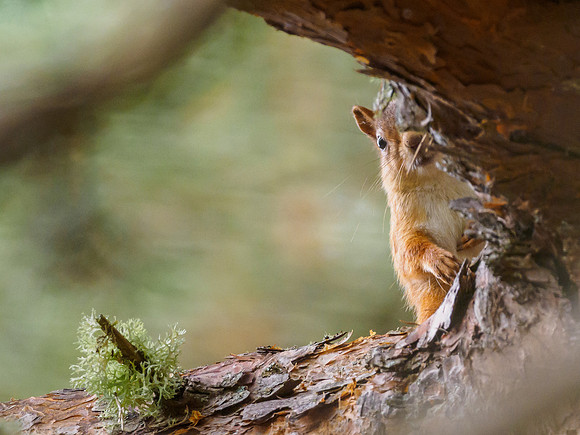 Unhelpful Squirrel [1809046]