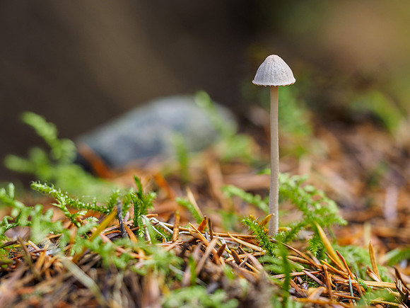 Forest Floor Fungi (2) [1809036]