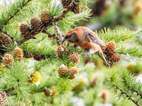 Scottish Crossbill (Loxia scotica) (3) [1809019]
