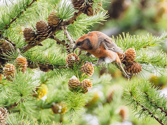Scottish Crossbill (Loxia scotica) (3) [1809019]