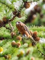 Scottish Crossbill (Loxia scotica) (2) [1809018]