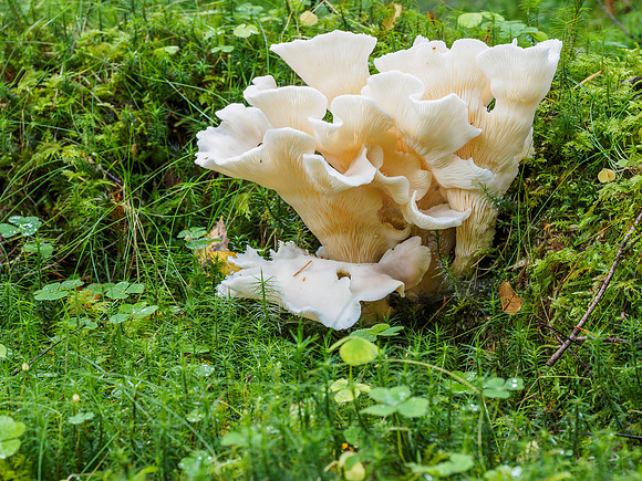 Forest Floor Fungi (1) [1809035]