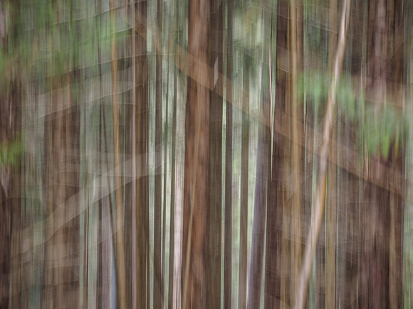 Woodland Scene [1809037]