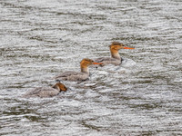 Three Goosanders (Mergus merganser) [1809004]