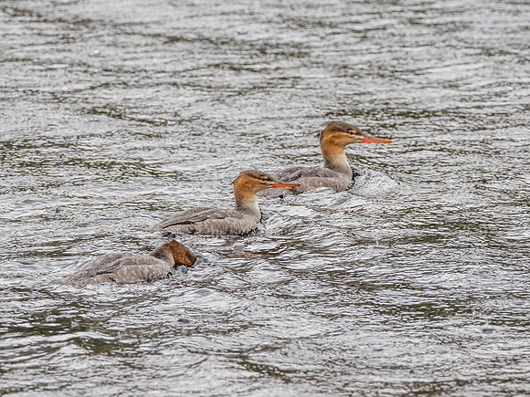 Three Goosanders (Mergus merganser) [1809004]