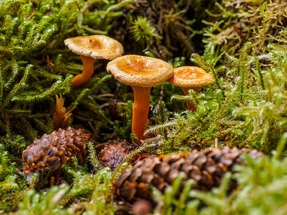 Forest Floor Fungi (3) [1809038]