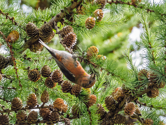Scottish Crossbill (Loxia scotica) (6) [1809022]