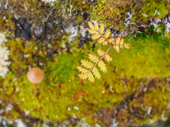 Autumn in Glen Cannich (3) [1809044]