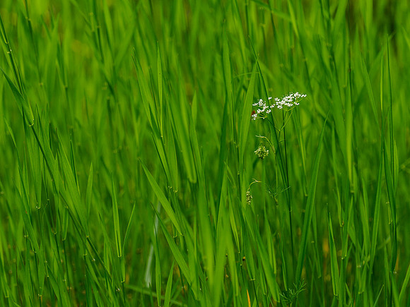 Lush Grass 2