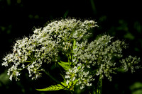 Cow Parsley