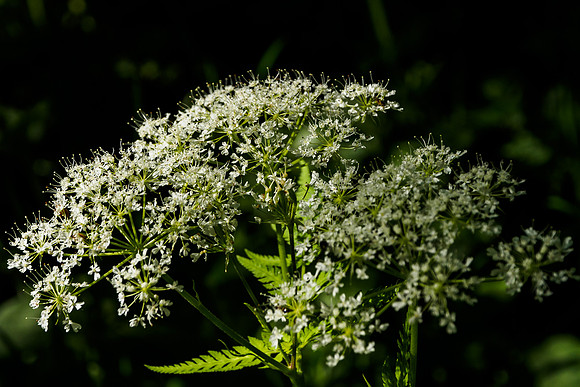 Cow Parsley