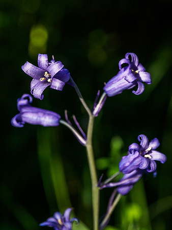Woodland Flowers 3