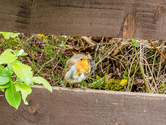 Scruffy Robin