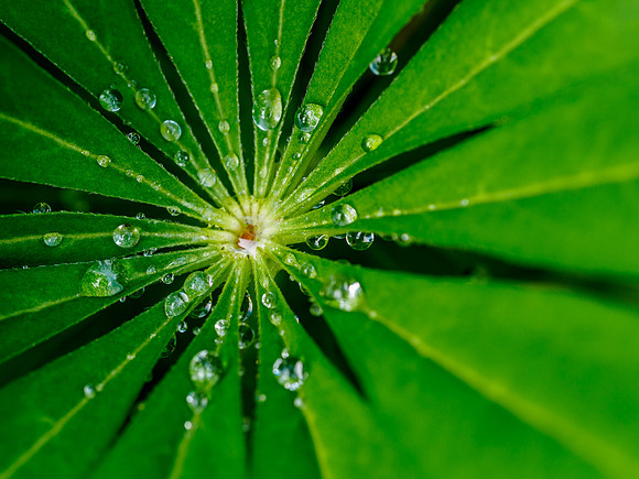Lupin Droplets 1