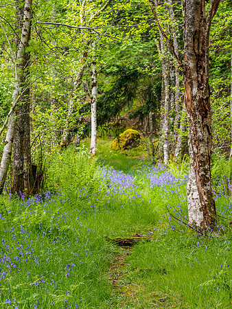 Woodland Path