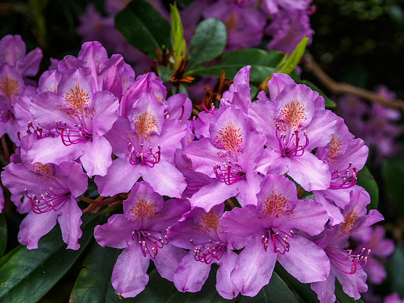 Rhododendron