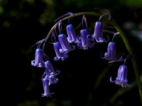 Bluebells