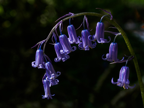 Bluebells