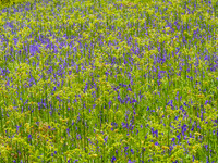 Bluebells and Bracken