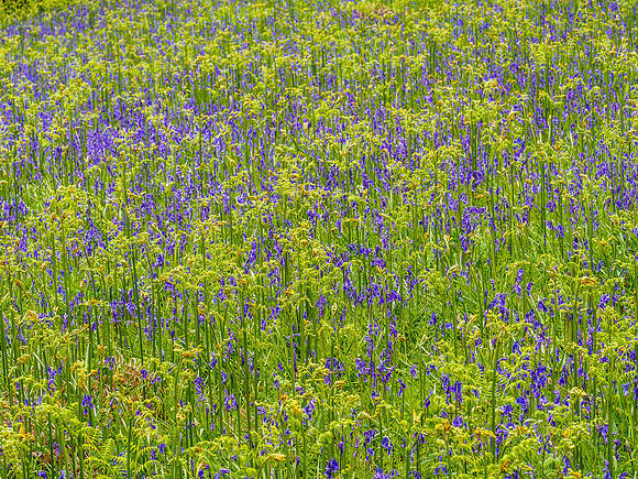 Bluebells and Bracken