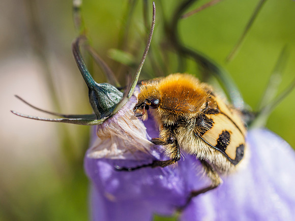 Trichius fasciatus or Bee Beetle