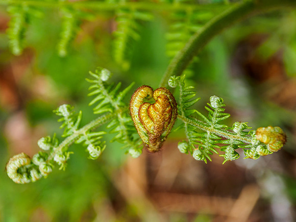 Unfurling Bracken