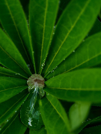 Lupin Droplets 2