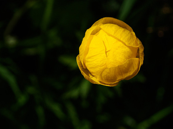 Trollius, europaeus 2