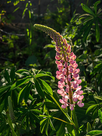 Lupin 2