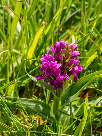 Orchid