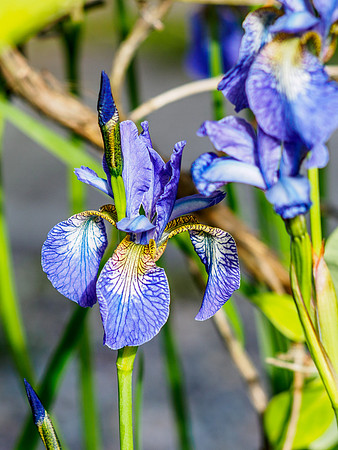 Iris